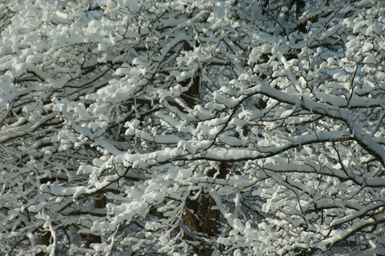 Snow-on-trees-1