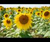 Sunflowers at Silverwood County Park 2020