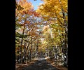 Fall trees and road